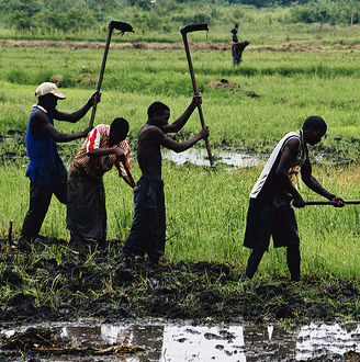 Farmer tending to his crops